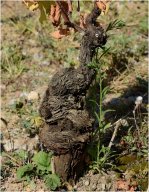 pieds de vignes_02
